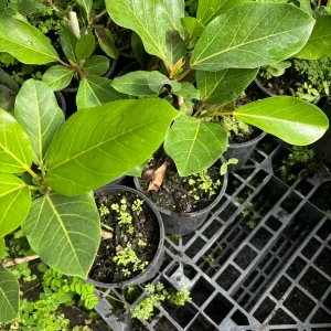 Ficus Audrey Live Plant - Ficus Benghalensis Banyan Tree - Healthy Well Rooted Indoor/Outdoor - Image 7