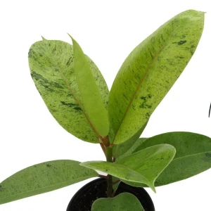 Ficus Elastica Shivereana Live Plant - Moonshine Rubber Tree - 6" Pot - Indoor - Image 2