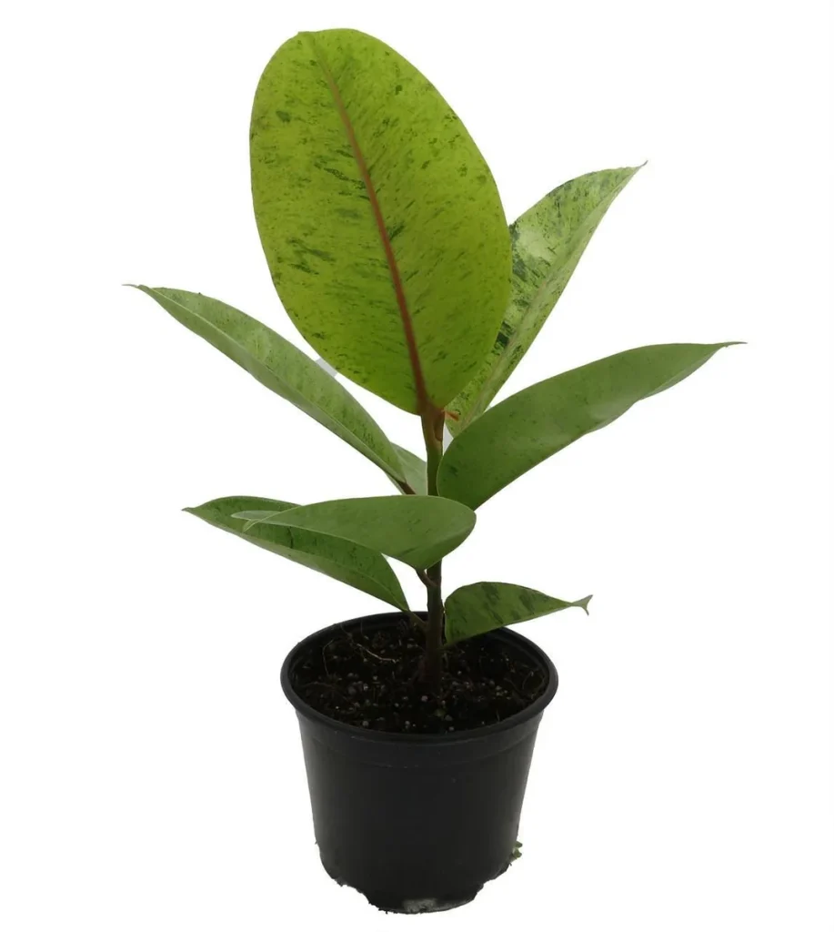 Rare Ficus Elastica Shivereana - Moonshine Rubber Tree Live Plant