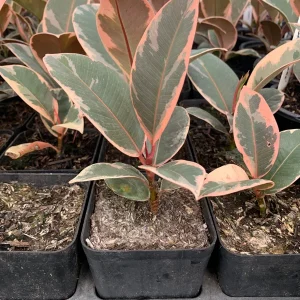 Ficus Elastica 'Tineke' Live Plant – 4 inch Pot Starter Houseplant - Image 2