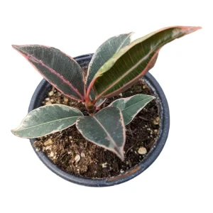 Ficus elastica Tineke Variegated Rubber Tree Live Houseplant - Indoor Plant - Image 3