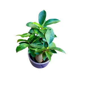 Ficus Ginseng Bonsai Live Plant – 4 inch Nursery Pot – Indoor Houseplant - Image 4