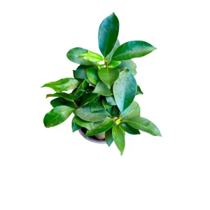 Ficus Ginseng Bonsai Live Plant – 4 inch Nursery Pot – Indoor Houseplant - Image 5