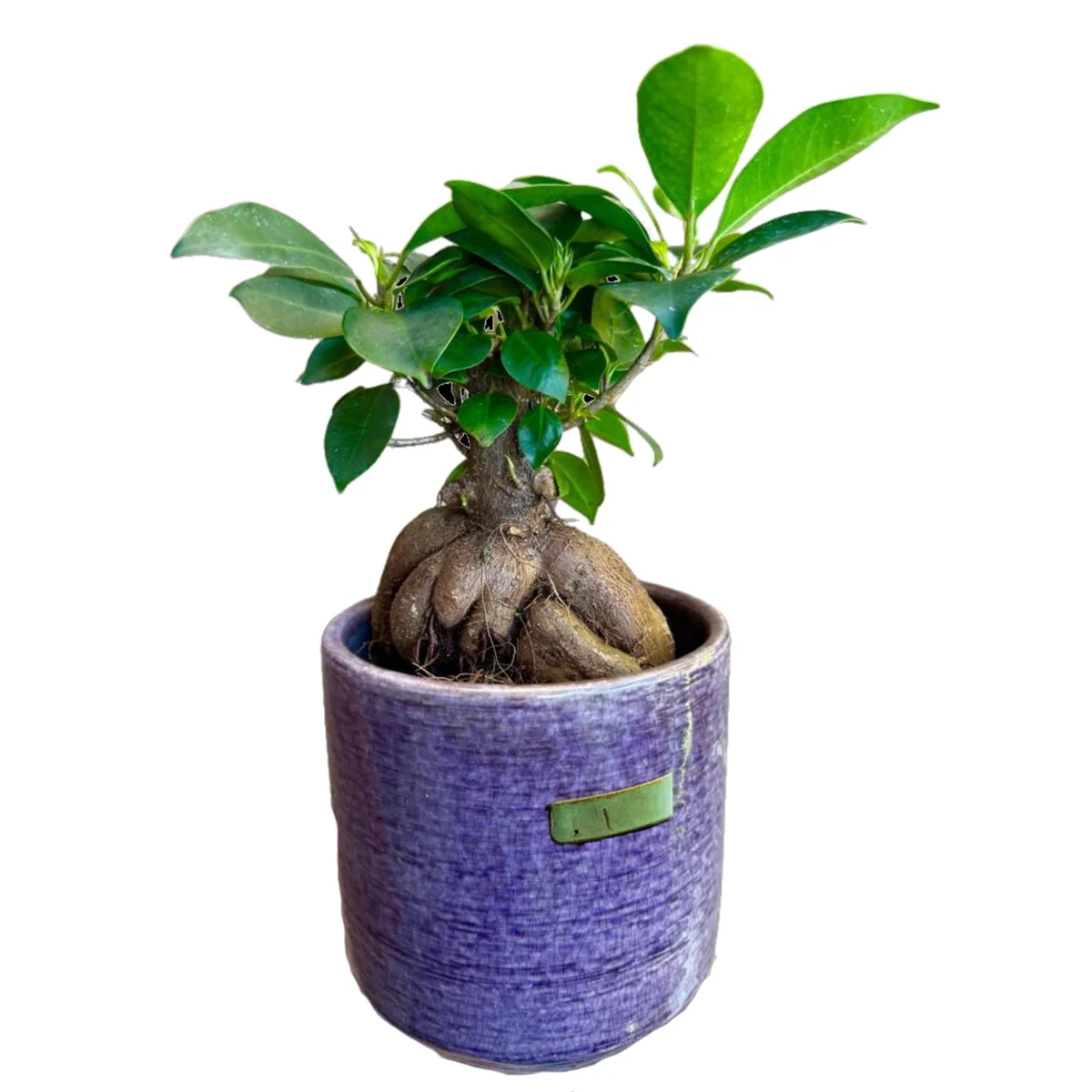 Ficus Ginseng Bonsai Live Plant – 4 inch Nursery Pot – Indoor Houseplant - Image 8