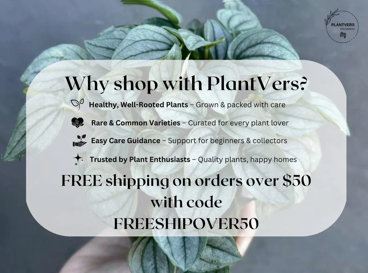 Ficus Ginseng Bonsai Live Plant – 4 inch Nursery Pot – Indoor Houseplant - Image 9