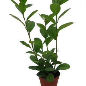 Ficus Microcarpa Moclame Live House Plant – 4 Inch Pot – Indoor Greenery - Image 3