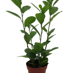 Ficus Microcarpa Moclame Live House Plant – 4 Inch Pot – Indoor Greenery - Image 1