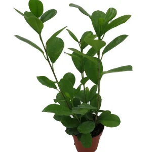 Ficus Microcarpa Moclame Live House Plant – 4 Inch Pot – Indoor Greenery - Image 4