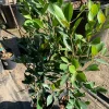 Ficus Nitida Live Plant – 2 ft Tall in 1 Gallon Pot – Indoor/Outdoor Tree - Image 1
