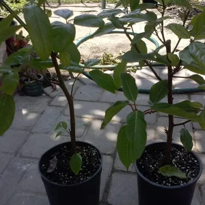 Ficus racemosa Cluster Fig Tree Live Plant – 1 ft Tall in 1 Gallon Pot - Image 1