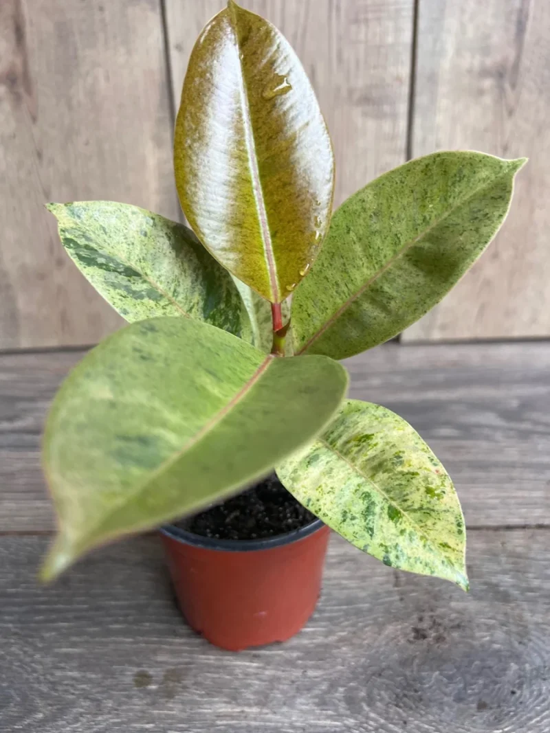 Ficus Shivereana Variegated Live Plant - Rare 4