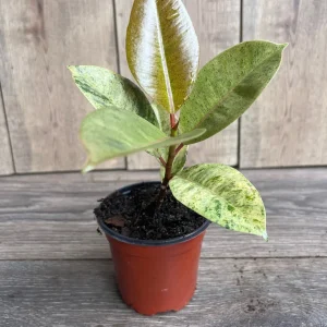Ficus Shivereana Variegated Live Plant – Rare Indoor Houseplant – 4 inch Pot - Image 3