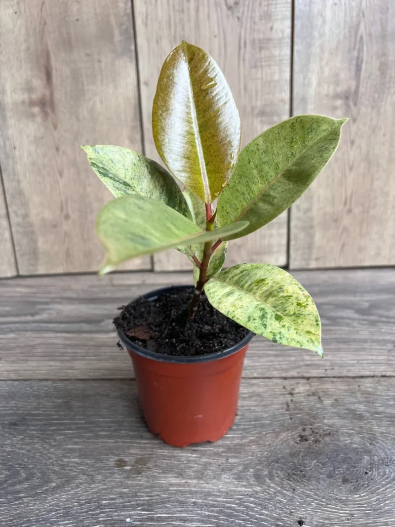 Ficus Shivereana Variegated Live Plant - Rare 4