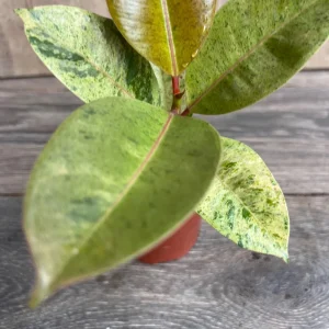 Ficus Shivereana Variegated Live Plant – Rare Indoor Houseplant – 4 inch Pot - Image 1