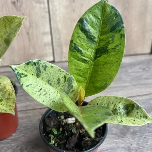 Ficus Shivereana Variegated Live Plant – Rare Indoor Houseplant – 4 inch Pot - Image 5