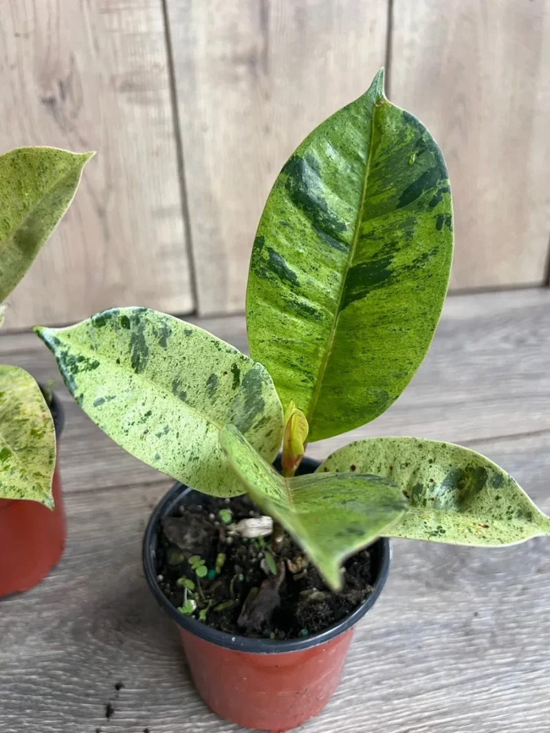 Ficus Shivereana Variegated Live Plant - Rare 4