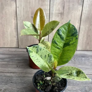 Ficus Shivereana Variegated Live Plant – Rare Indoor Houseplant – 4 inch Pot - Image 6