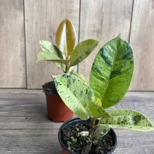 Ficus Shivereana Variegated Live Plant – Rare Indoor Houseplant – 4 inch Pot - Image 7