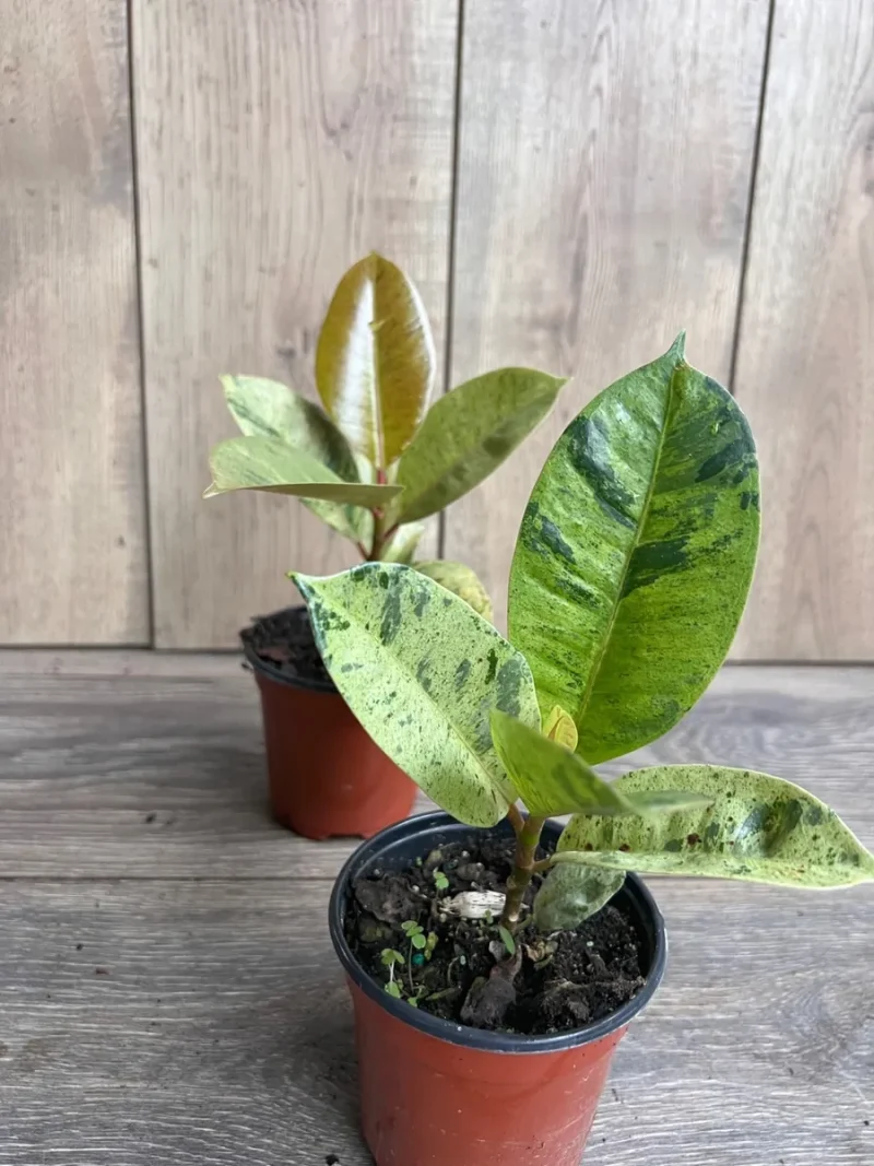 Ficus Shivereana Variegated Live Plant - Rare 4