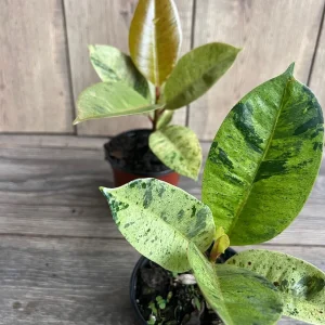 Ficus Shivereana Variegated Live Plant – Rare Indoor Houseplant – 4 inch Pot - Image 8