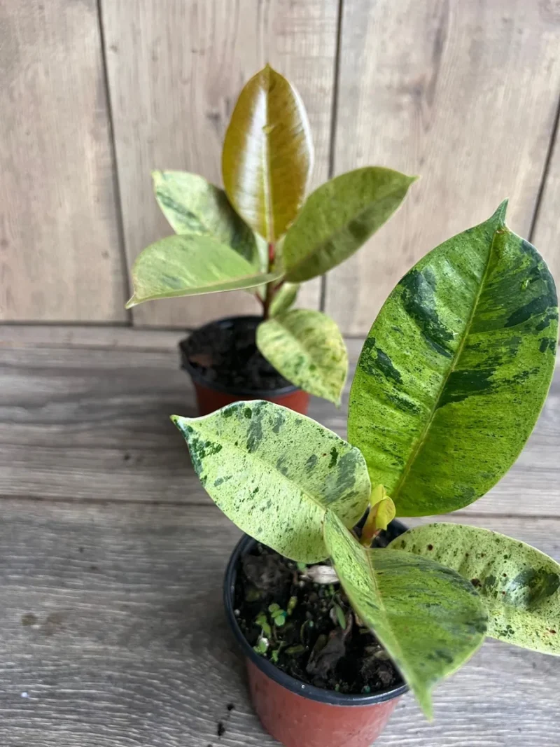 Ficus Shivereana Variegated Live Plant - Rare 4