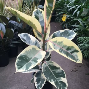 Ficus Tineke Live Plant – 2-3 Feet Tall – 3 Gallon Pot – Indoor Houseplant - Image 1