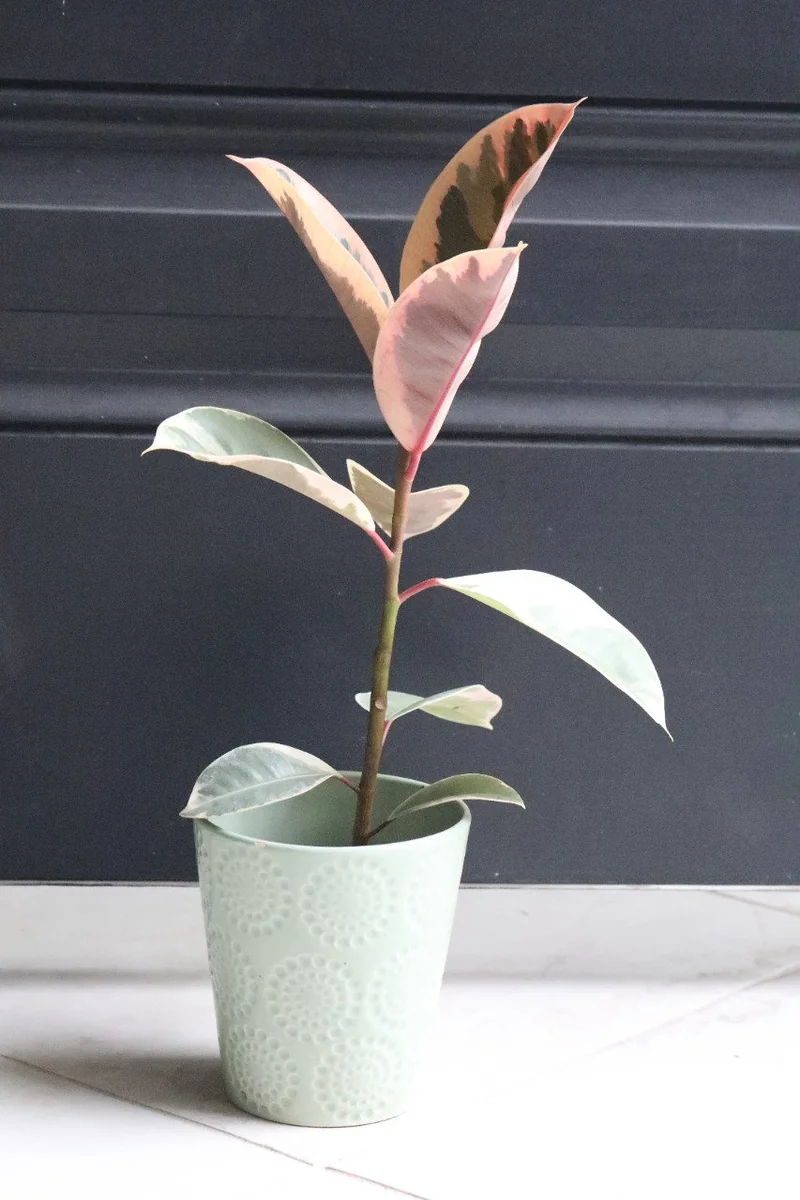 Ficus Tineke Rubber Tree Live Plant – Variegated Houseplant – 4 inch Pot – Easy Care Indoor Plant - Image 2