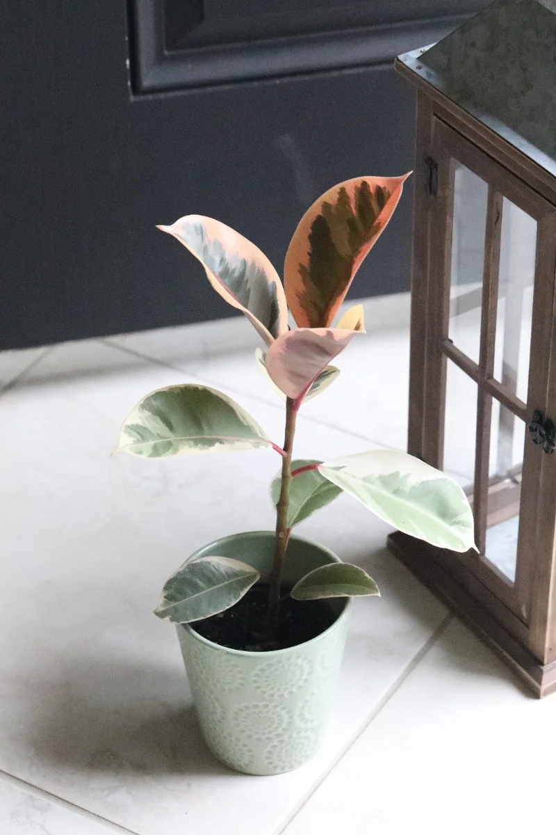 Ficus Tineke Rubber Tree Live Plant – Variegated Houseplant – 4 inch Pot – Easy Care Indoor Plant - Image 3