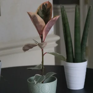 Ficus Tineke Rubber Tree Live Plant – Variegated Houseplant – 4 inch Pot – Easy Care Indoor Plant - Image 4