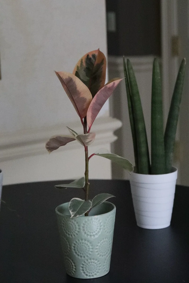 Ficus Tineke Rubber Tree Live Plant – Variegated Houseplant – 4 inch Pot – Easy Care Indoor Plant - Image 4