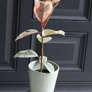 Ficus Tineke Rubber Tree Live Plant – Variegated Houseplant – 4 inch Pot – Easy Care Indoor Plant - Image 5