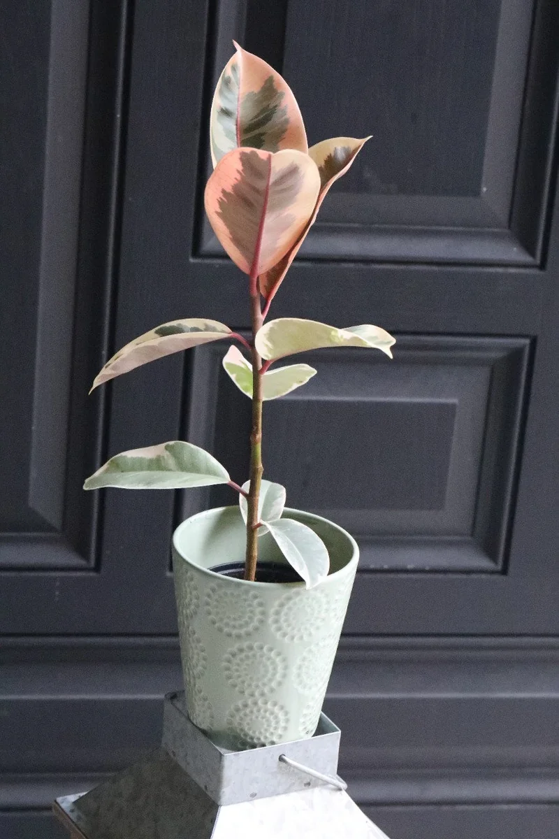 Ficus Tineke Rubber Tree Live Plant – Variegated Houseplant – 4 inch Pot – Easy Care Indoor Plant - Image 5