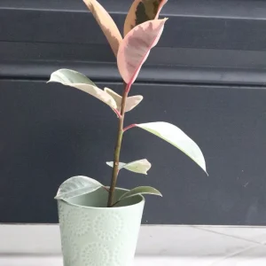 Ficus Tineke Rubber Tree Live Plant – Variegated Houseplant – 4 inch Pot – Easy Care Indoor Plant - Image 6