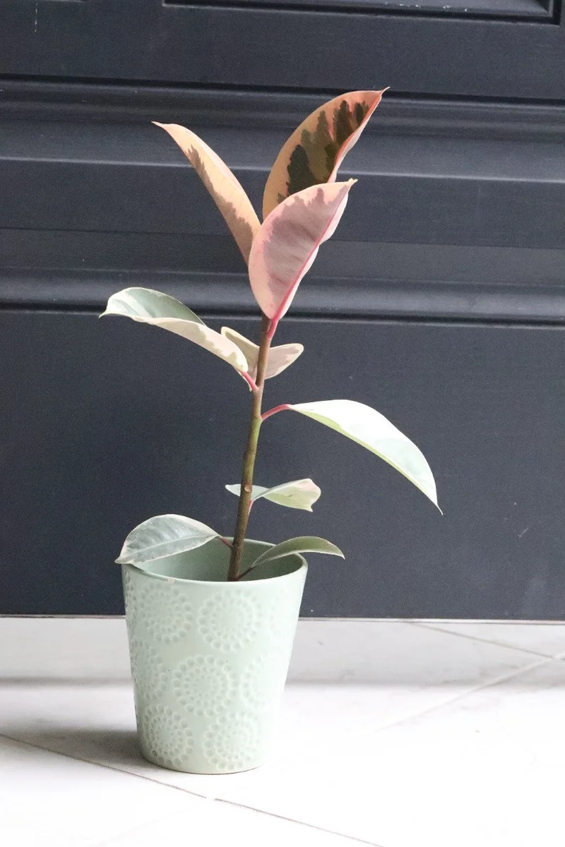 Ficus Tineke Rubber Tree Live Plant – Variegated Houseplant – 4 inch Pot – Easy Care Indoor Plant - Image 6