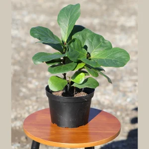 Fiddle Leaf Fig Tree - Large Ficus Lyrata Live Plant - 6 inch Nursery Pot - Indoor Air Purifying Houseplant - Image 2
