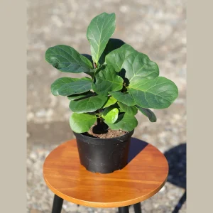 Fiddle Leaf Fig Tree - Large Ficus Lyrata Live Plant - 6 inch Nursery Pot - Indoor Air Purifying Houseplant - Image 3