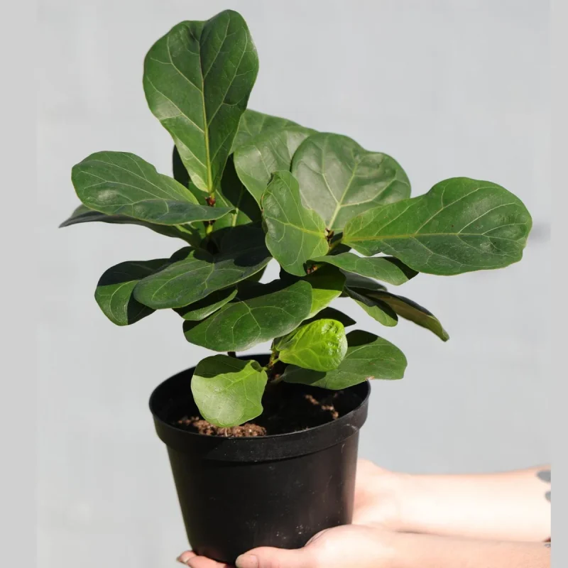 variegated jade plants Succulent Crassula Jade Variegated main image 0