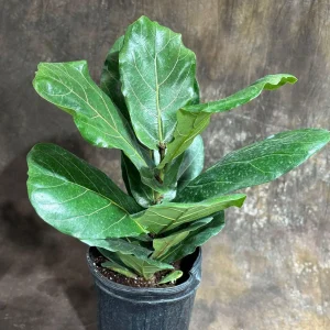 Fiddle Leaf Fig Tree Live Plant – Ficus Lyrata – 2 Feet Tall in 10" Pot – Indoor - Image 2