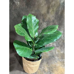 Fiddle Leaf Fig Tree Live Plant – Ficus Lyrata – 2 Feet Tall in 10