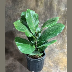 Fiddle Leaf Fig Tree Live Plant – Ficus Lyrata – 2 Feet Tall in 10" Pot – Indoor - Image 1