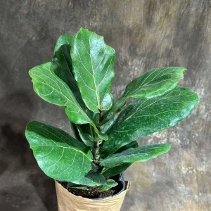 Fiddle Leaf Fig Tree Live Plant – Ficus Lyrata – 2 Feet Tall in 10