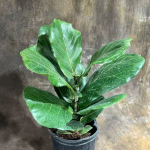 Fiddle Leaf Fig Tree Live Plant – Ficus Lyrata – 2 Feet Tall in 10