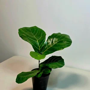 Fiddle Leaf Fig Tree Live Plant - Ficus Lyrata 4 inch Pot - Indoor Houseplant - Image 2