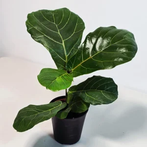 Fiddle Leaf Fig Tree Live Plant - Ficus Lyrata 4 inch Pot - Indoor Houseplant - Image 4