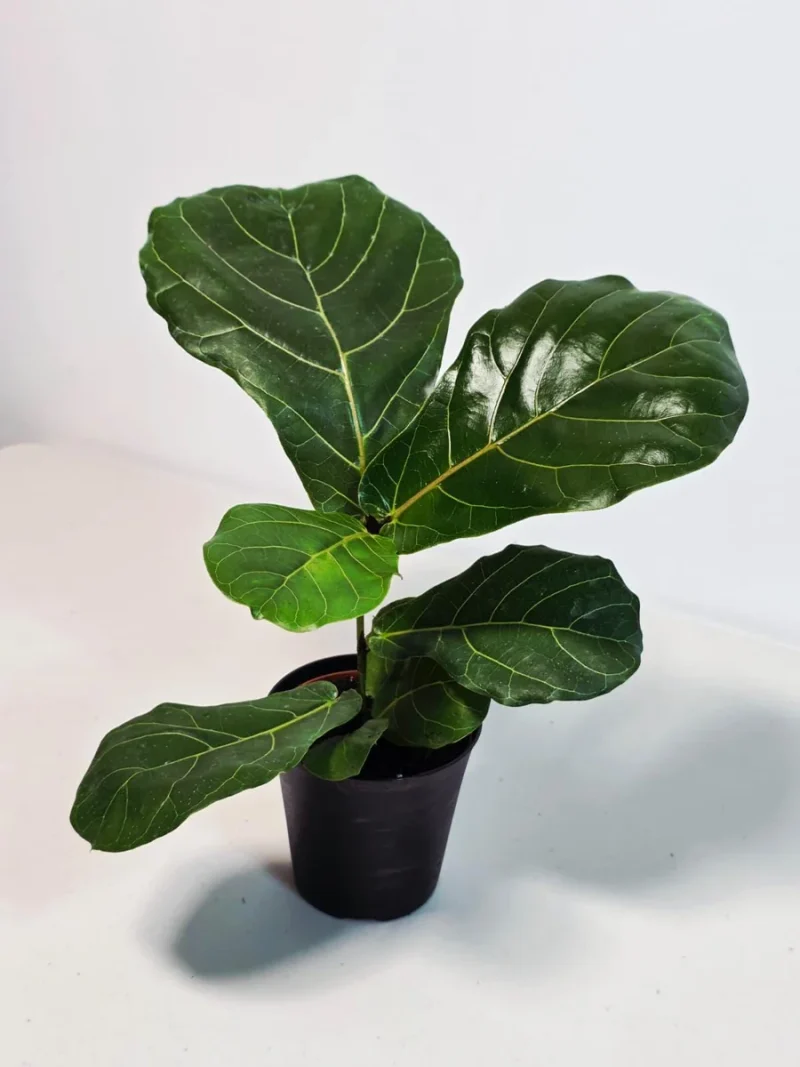 Fiddle Leaf Fig Tree Live Plant - Ficus Lyrata 4 inch Pot