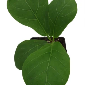 Fiddle Leaf Fig Tree Live Plant - Ficus Lyrata - Indoor Tree - 2.5" Pot - Image 2