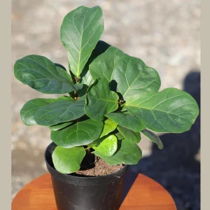 Fiddle Leaf Fig Tree Live Plant - Large Ficus Lyrata in 6 inch Nursery Pot - Indoor Air Purifying Houseplant - Image 2
