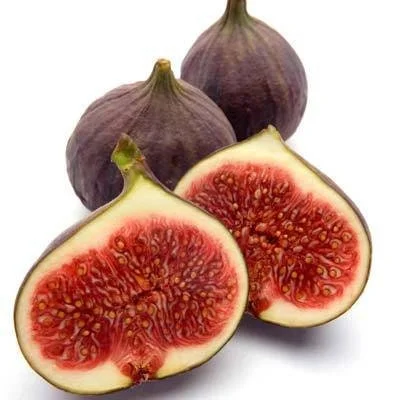 Fig 'Texas Everbearing' Live Plant - 2ft Tall Fruit Tree in 6 inch Pot - Image 1