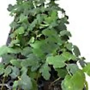 Fignomenal Dwarf Fig Tree Starter Plant - Self-Fertile Perennial Live Plant - Image 2
