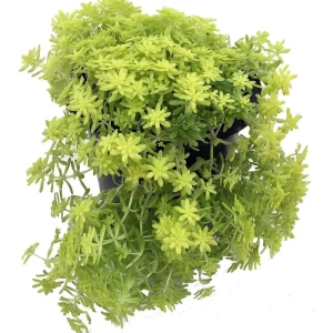 Fine Gold Leaf Sedum Live Plant – Stonecrop Succulent – 2.5 inch Pot – Indoor/Outdoor - Image 2